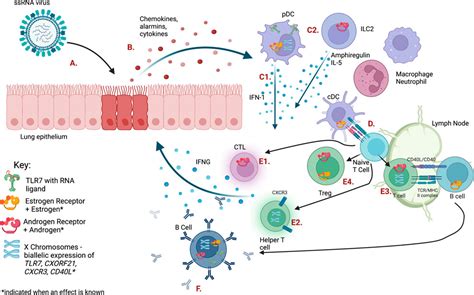 Frontiers Sex Chromosome Complement And Sex Steroid Signaling