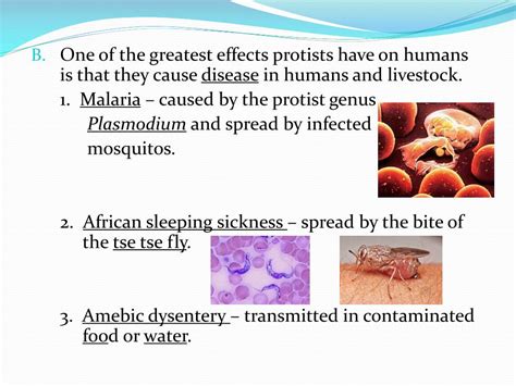 Ppt Biology Notes Chapter 21 “protists” Powerpoint Presentation Free Download Id2282542