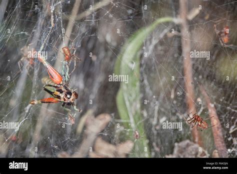 Kommunale webspinnen Fotos und Bildmaterial in hoher Auflösung Alamy