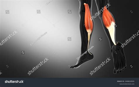 Anatomy Gastrocnemius Muscles D Illustration Stock Illustration