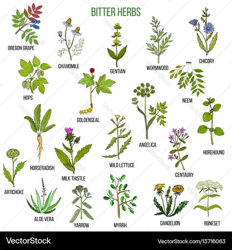 Bitter herbs collection Royalty Free Vector Image