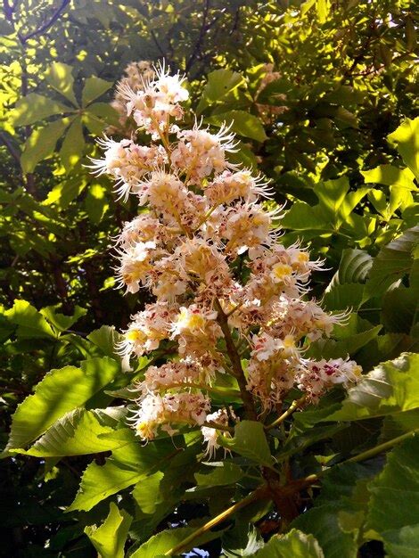 Premium Photo | Chestnut tree flowers