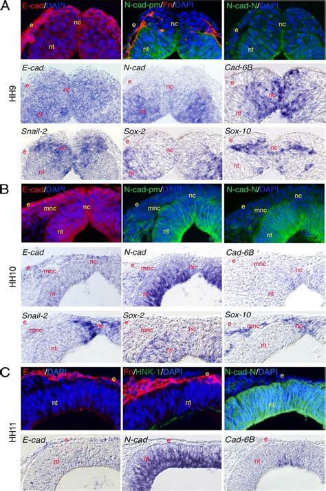 Expression Patterns Of Cadherins During The Nc Cell Delamination At