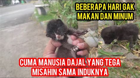 Anak Kucing Mencari Induknya Di Pinggir Jalan Berhari Hari Gak Makan