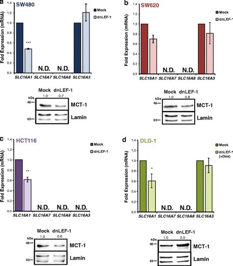 Lactate Pyruvate Transporter Mct Is A Direct Wnt Target That Confers