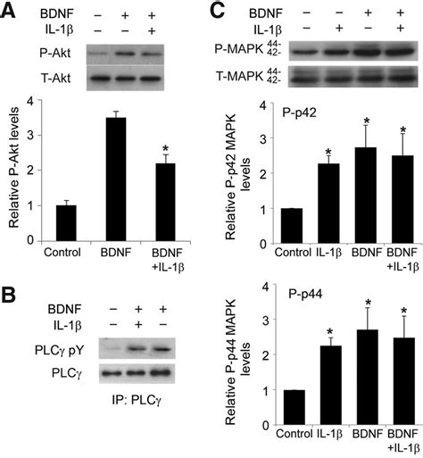 Il Pretreatment Affected Bdnf Induced Akt Activation A