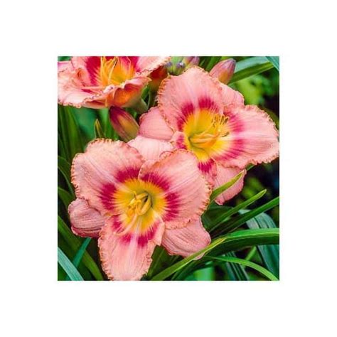 Daylily Strawberry Candy Hemerocallis 2 Gal Hands Garden Center