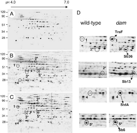 Extracellular Proteins Present In Culture Supernatants Of Serovar