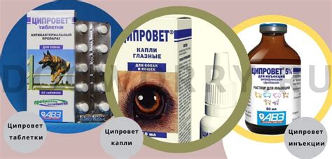 Ципровет для собак: глазные капли, таблетки, инструкция по применению ...