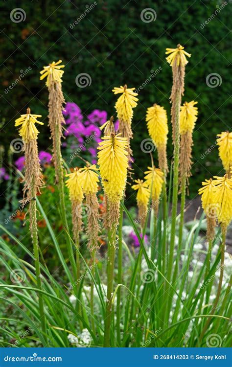 Flowers of Kniphofia stock image. Image of garden, tropical - 268414203