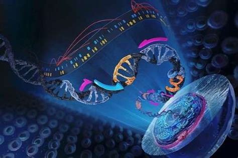 Custom Amplification – Siriprogen Life Sciences