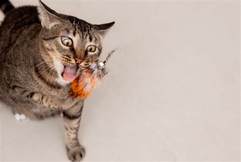 Enriquecimento Ambiental Para Gatos Como Manter Seu Gato Mentalmente