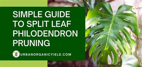 Simple Guide To Split Leaf Philodendron Pruning