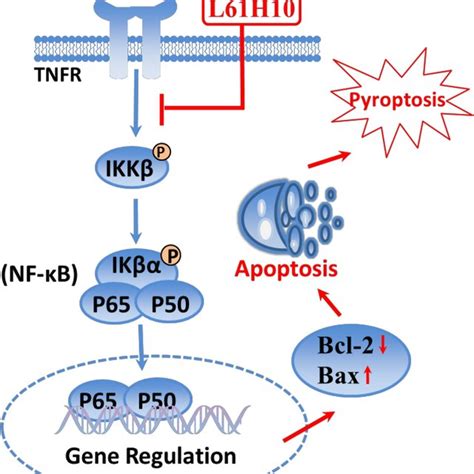 Schematic Illustration Of The Underlying Mechanism Of L H S