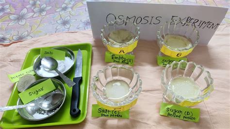 Osmosis Experiment With Potato Ncert Exercise Class Th Chapter Cell