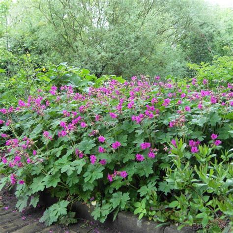 Герань крупнокорневищная Чакор (Geranium macrorrhizum Czakor) купить в ...