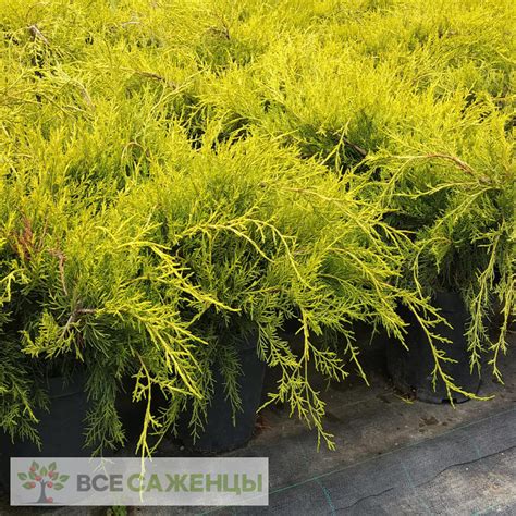 Цена на Можжевельник Олд голд (Juniperus pfitzeriana Old Gold) - купить ...