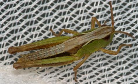 Grasshopper Nymphs | The Backyard Arthropod Project