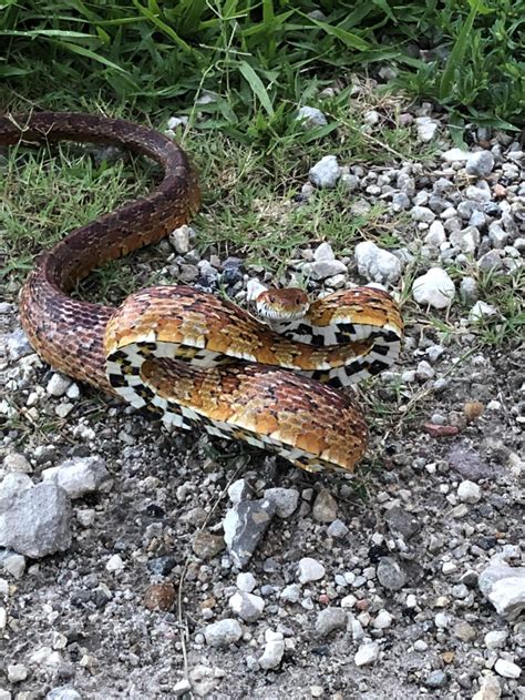 This Snake With Checker Board Patterns On Its Scales Gag