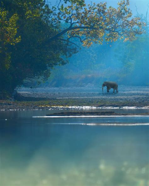 Jim Corbett National park - Wildlife Photography Tour in 2023 | Jim ...