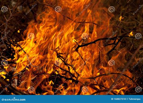 Bush fire stock photo. Image of bush, fire, bushes, disaster - 168827518