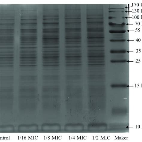 Sds Page Patterns Of The Total Proteins For Pccs Treated By Rtmbe