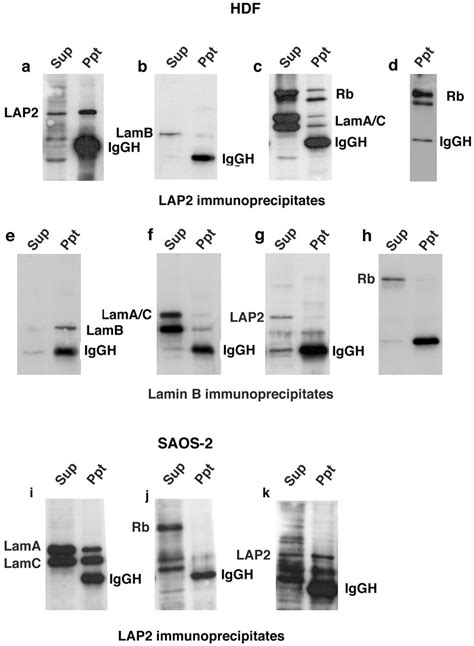 Lamin Ac Binding Protein Lap2α Is Required For Nuclear Anchorage Of