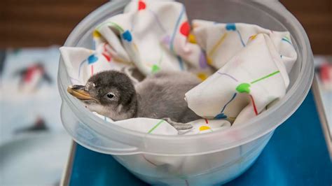 Milwaukee County Zoo announces hatching of Gentoo penguin