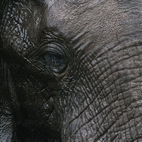 Elephant Close Up By Stocksy Contributor Urs Siedentop Co Stocksy