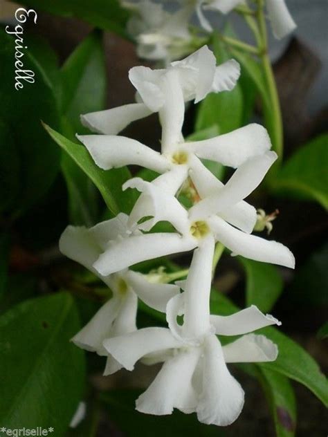 Jasmin De Madagascar Stephanotis Floribunda Graines Propos Es