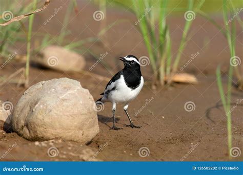 Indian Wagtail Stock Image 80846149