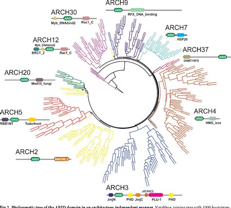 Figure From Domain Architecture Of Baf A Reveals The Arid And Arm