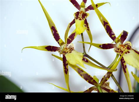 Brassia tessa flower. Brassia orchid.Spider Orchid Stock Photo - Alamy