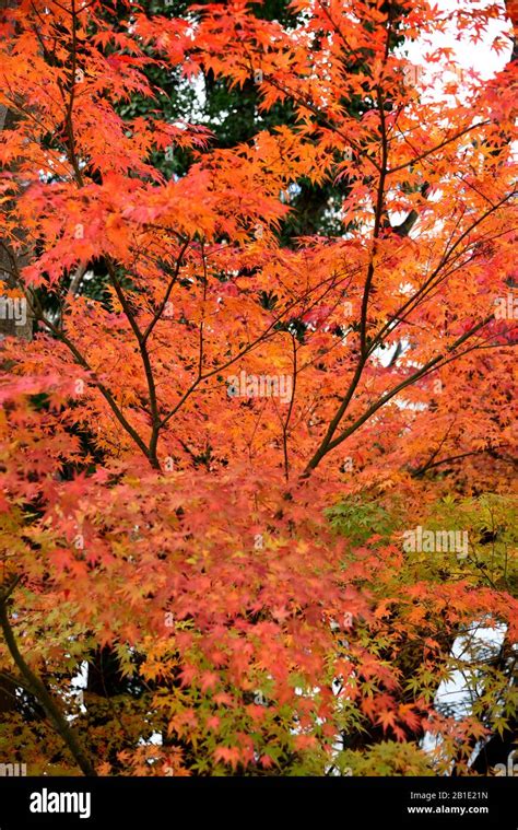 autumn Foliage in Japan Stock Photo - Alamy