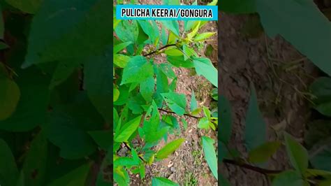 Pulicha Keerai L Gongura Youtube