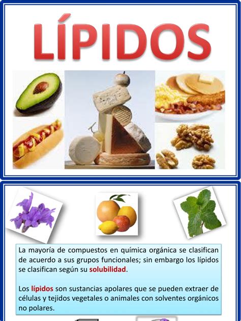 13 Lipidos