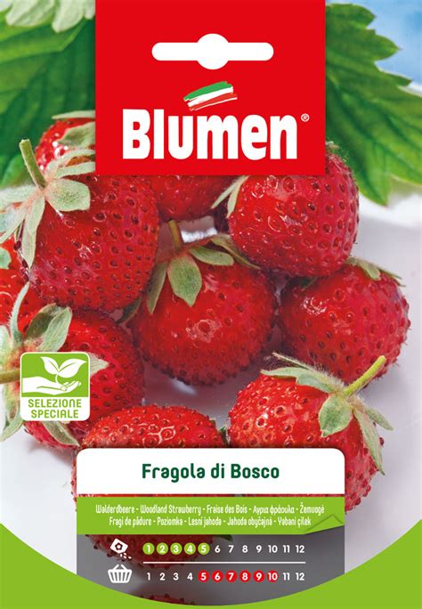 Fragola Di Bosco Blumen