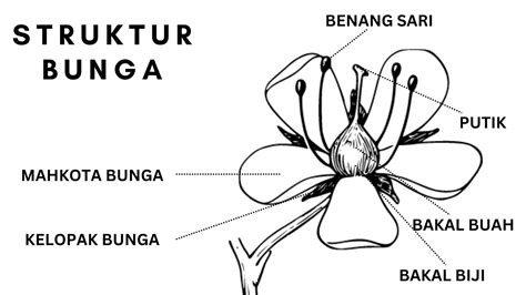 Mengenal Bagian Bagian Bunga Struktur Fungsi Dan Contoh Gambarnya