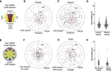 Mechanical Strain Determines Cilia Length Motility And Planar