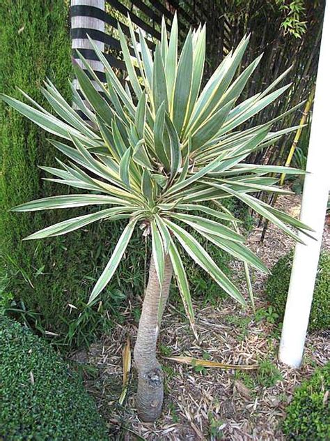 Buy Yucca Gloriosa Variegata Architectural Plants