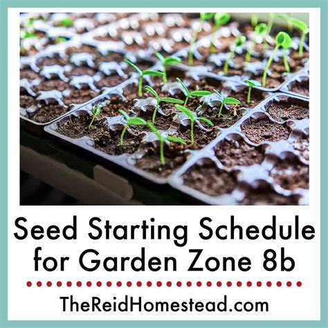 When to Start Vegetable Seeds in Garden Zone 8b