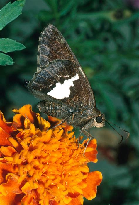 Silver Spotted Skipper By Harry Rogers