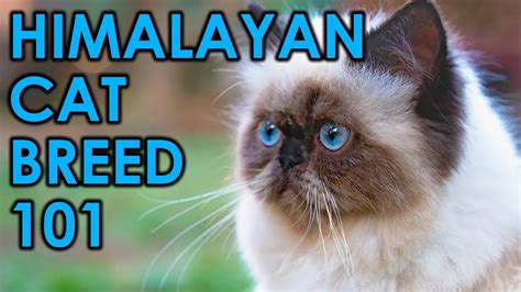 The 10 Most Insane Facts About Himalayan Cats Danbi Lovers