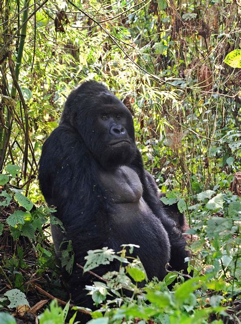 Uganda Safari Uganda Tours Gorilla Trekking In Uganda