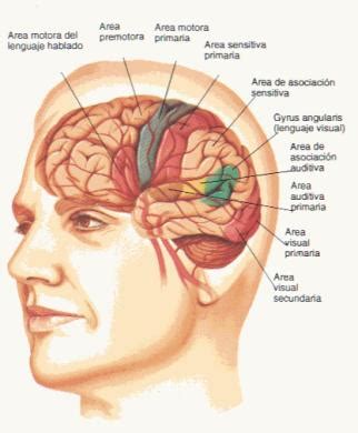 Neurolog A Que Es La Neurolog A