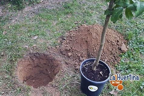 Como Plantar Un Limonero En El Huerto O Jardín Consejos Y Trucos La Huertina De Toni Compost