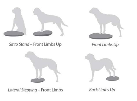 Fitpaws Balance Disc Tripawds Gear