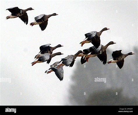 Wildgaense Aus Der Arktis Treffen Am Montag Oktober Wie In