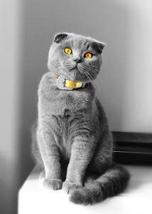 Gatto Scottish Fold Prezzo Carattere Ed Allevamenti Miciogatto It