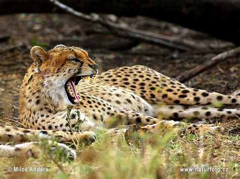 Gepard | Naturfoto.cz